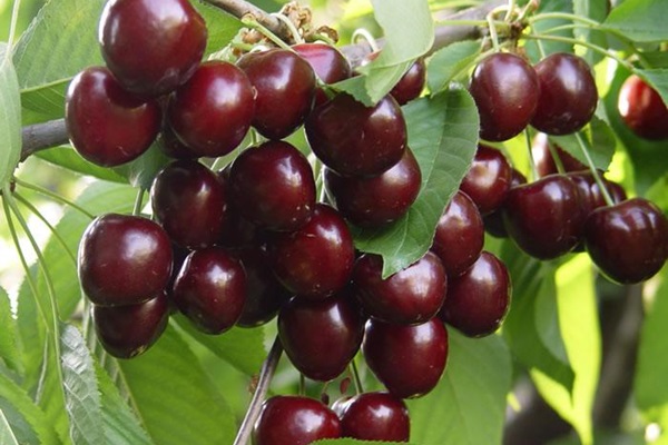 Türk kirazına Avrupa'da yoğun ilgi