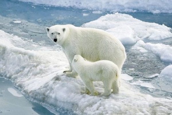 Bilim adamları uyardı: Tükenişin eşiğindeyiz