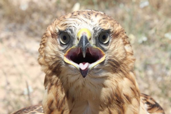 Kızıl şahinler özgürlüğe kanat çırptı