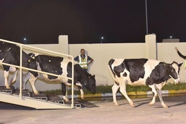 Katar'a ilk parti inekler ulaştı!
