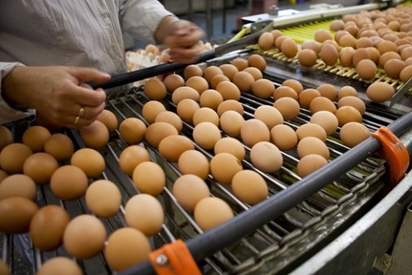 Yumurta fiyatları sert düştü
