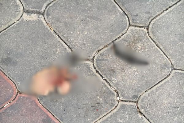 Bunu yapan insan olamaz