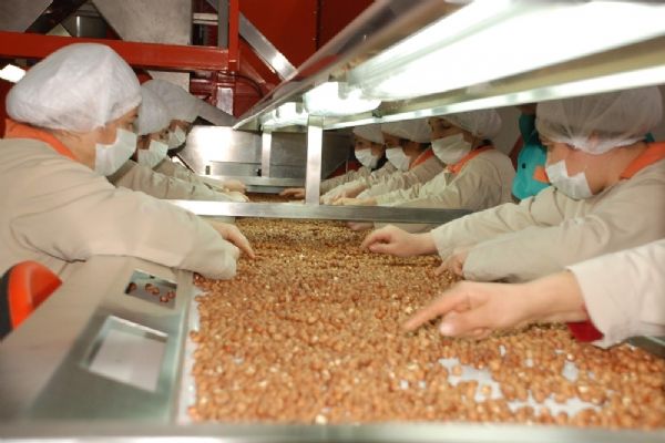 Fındıkta tahmini rekolte tepkilere neden oldu