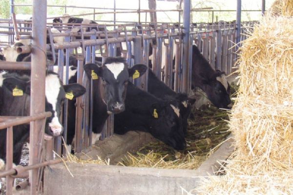 İnek sütü miktarı Mayıs'ta azaldı
