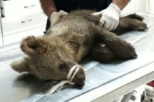 Annesinin terk ettiği ayı ölmek üzereyken bulundu