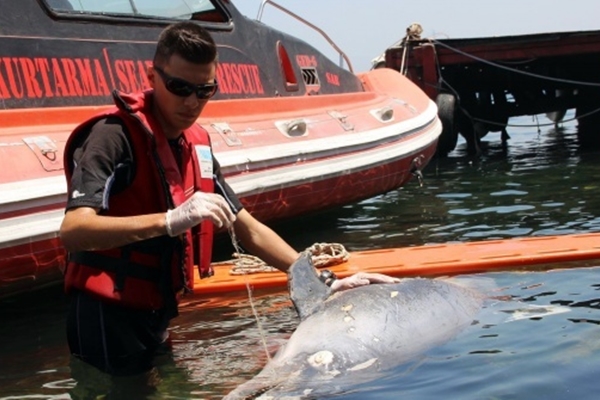 Kıyıya vuran yunusu kurtarma çabası kamerada