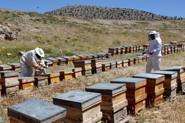Katar'a ilk kez ihraç edilecek