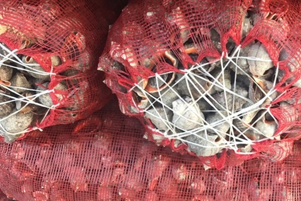 Uzak Doğu ülkelerine gönderiliyor