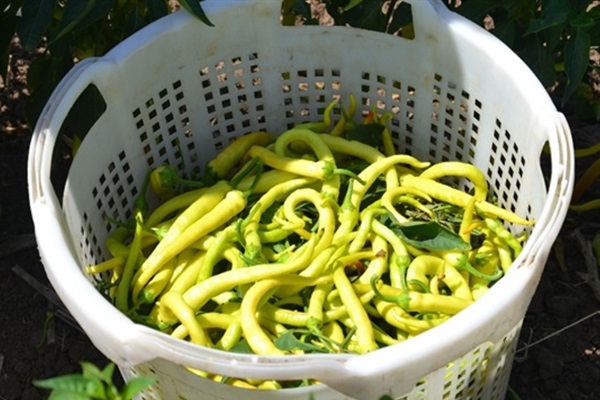 Biber üreticileri zor durumda