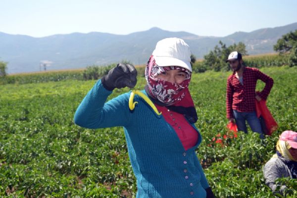 Biberde hem verim hem fiyat düşük