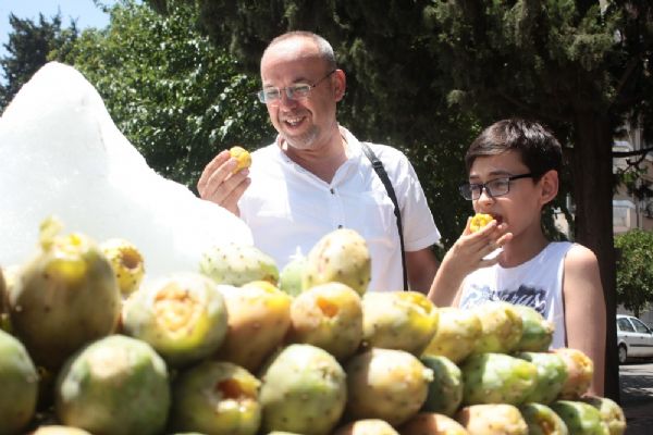 Dikenli incir sezonu açıldı