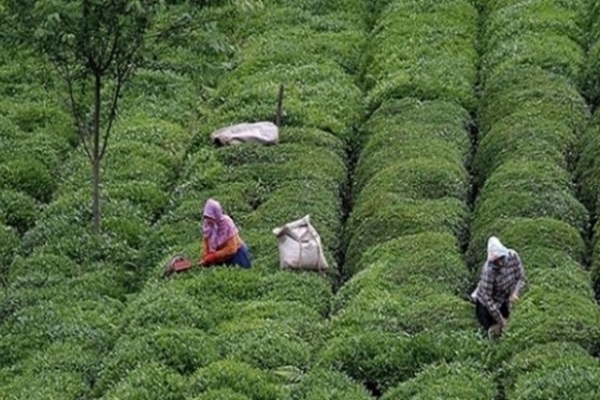 Çay rekoltesinde düşüş bekleniyor