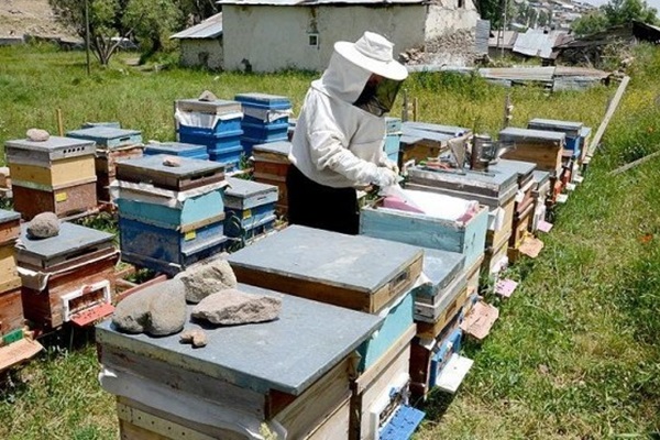 Sıcaklıklar bal üretimini etkiledi