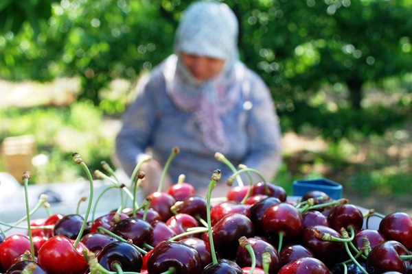 Kiraz üreticisinin yüzü güldü