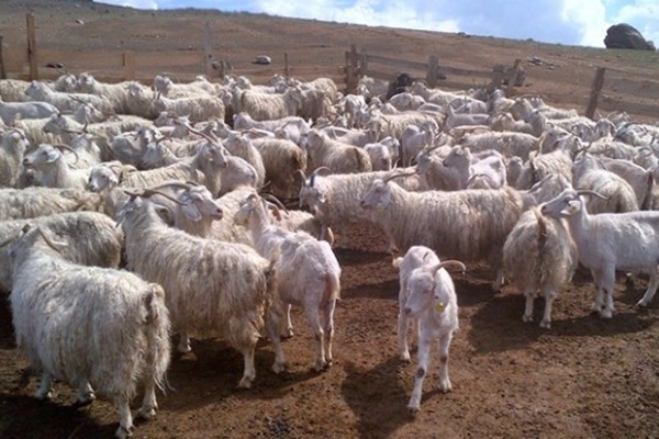 'Küçükbaşta destekler artırılmalı'