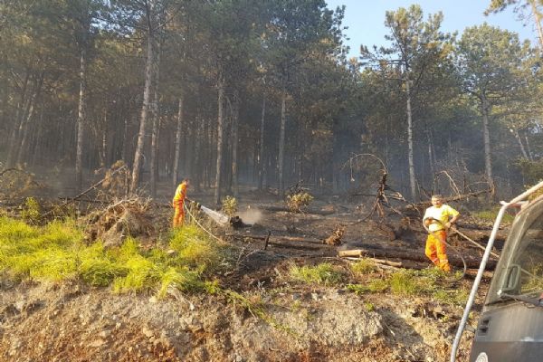 Bursa'da orman yangını: 5 hektar kül oldu