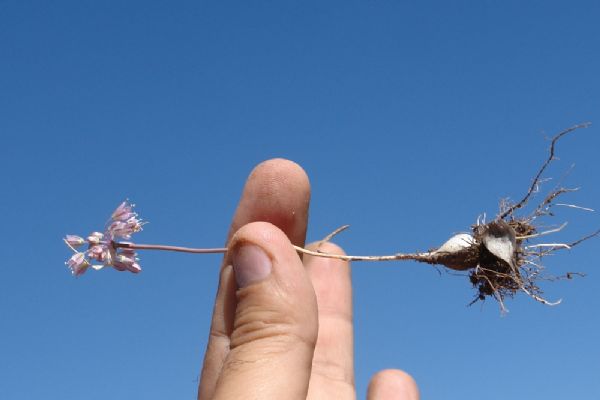 Van'da yeni bir bitki türü keşfedildi