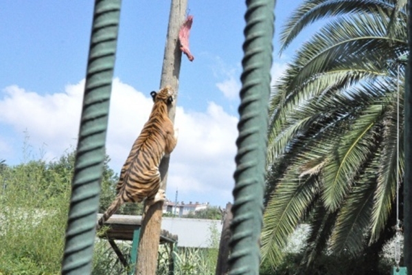 Vatandaşlar kaplanın şovunu ilgiyle izledi