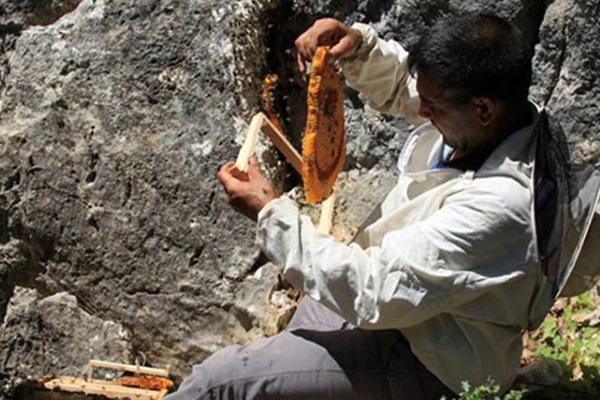 Akseki balı kovandan çıkmadan satılıyor
