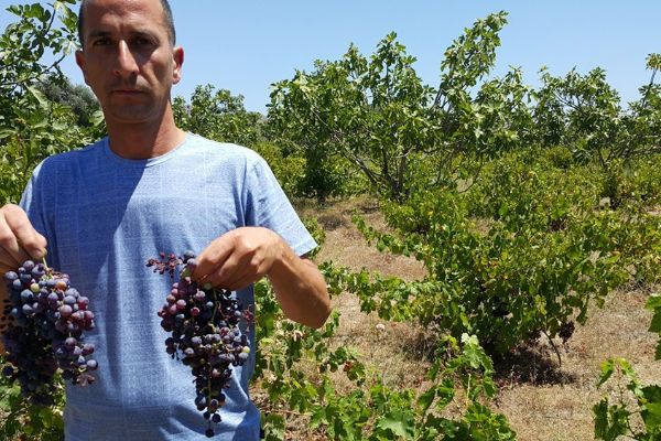 Bu yıl kara üzümü zor bulacağız