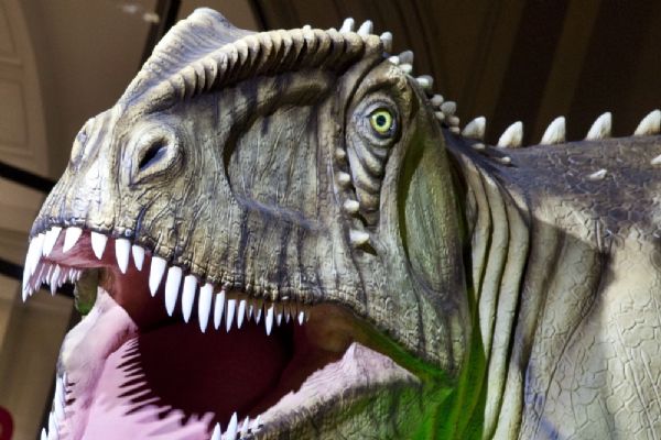 81 milyon yıllık dinozor dişleri bulundu