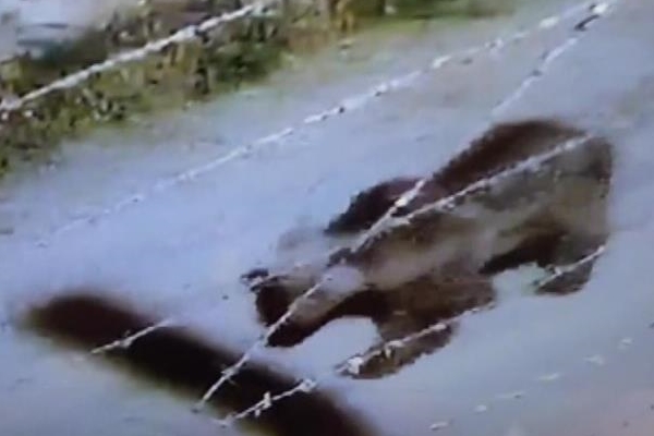 Belde merkezine inen ayı güvenlik kamerasına yansıdı