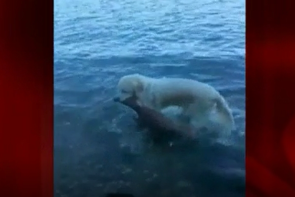 Kahraman köpek geyiği böyle kurtardı