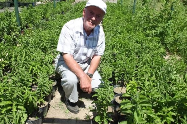 Burhaniye şeker otu üretim merkezi oldu