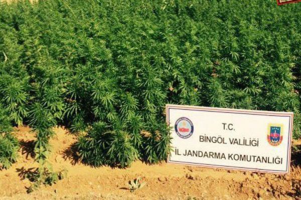 50 bin kök hint keneviri ele geçirildi