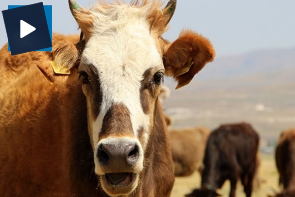 Bu sene kurbanlıklar cep yakacak