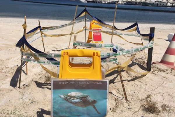 Caretta Caretta yumurta alanları koruma altında
