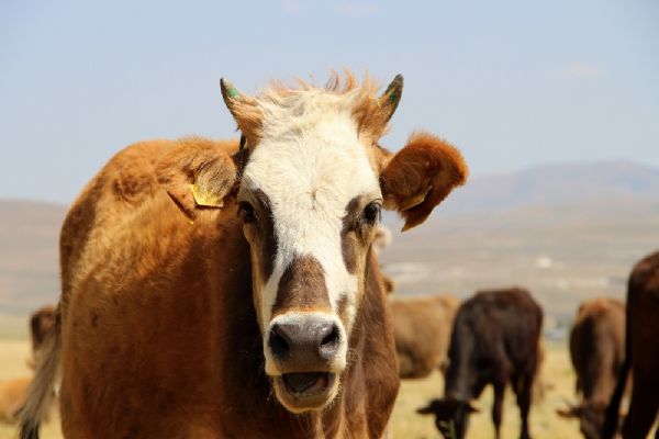 Kurbanlıklar cep yakacak