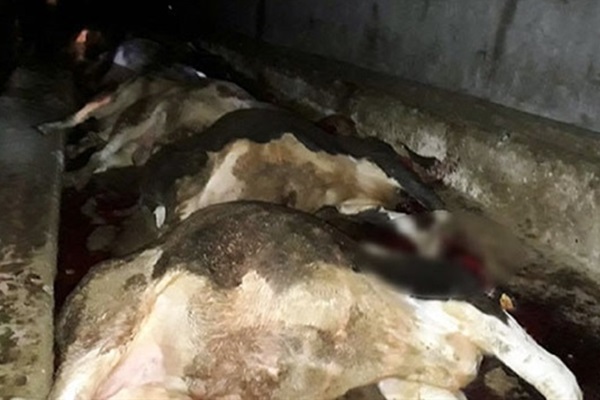 Ahıra yıldırım düştü: 21 hayvan telef oldu!