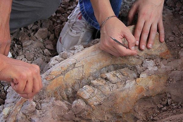 Ayağı takılınca buldu: 1 milyon yaşında