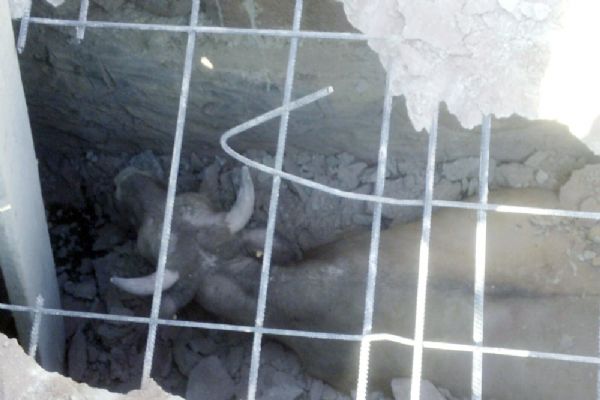 Kanalizasyona düşen ineği AFAD ekipleri kurtardı