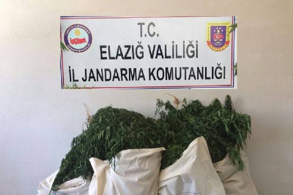 7 bin kök Hint keneviri ve 51 kilo esrar ele geçirildi