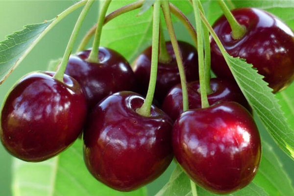 Kiraz üreticisinin yüzü güldü