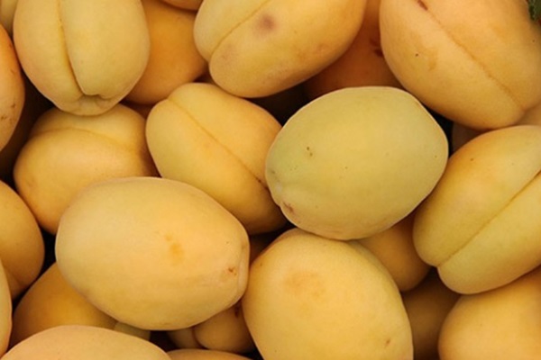 Malatya kayısısında hedef büyük