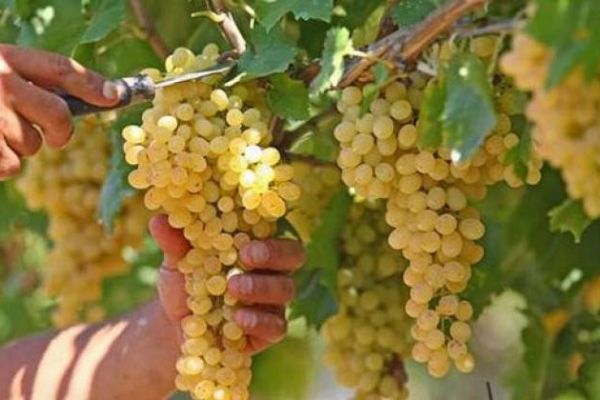 Rusya tonlarca ürünü iade etti