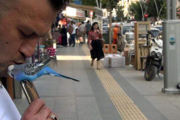 Muhabbet kuşu Fıstık'ı yanından hiç ayırmıyor