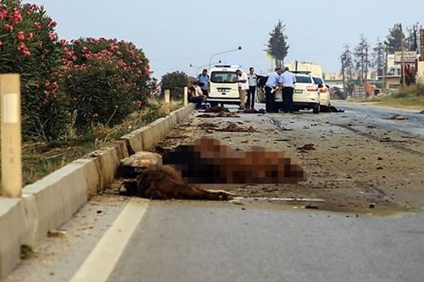 Otomobil keçi sürüsüne çarptı! Çok sayıda hayvan telef oldu