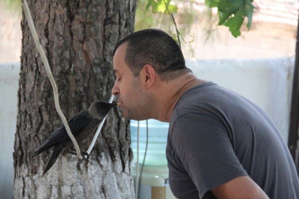 En iyi dostu bir karga