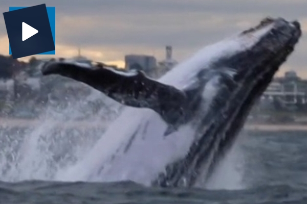 Balinadan muhteşem atlayış