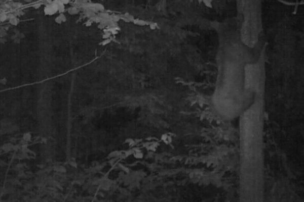 Yavru ayının ağaca tırmanmayı öğrendiği anlar foto kapanda