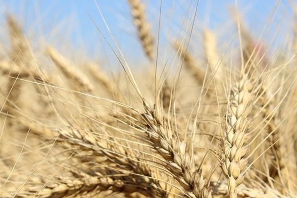 Milli buğdaya 4 yeni çeşit ekleniyor