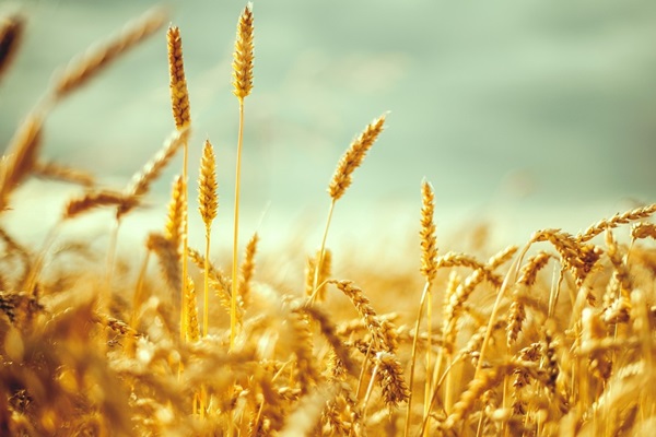 1,4 milyar liralık buğday israf ediliyor