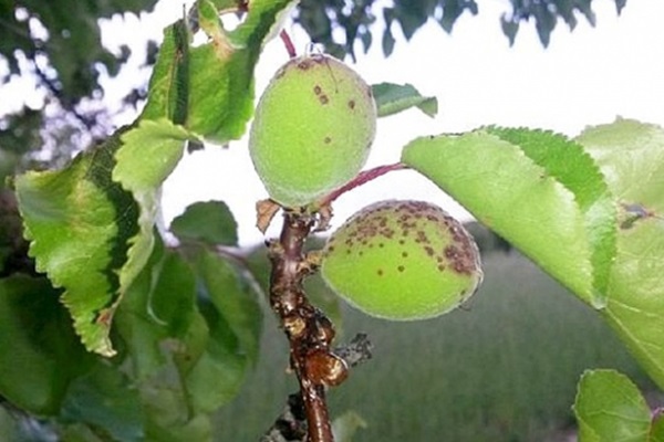 Çil hastalığı kayısı üreticilerini vurdu