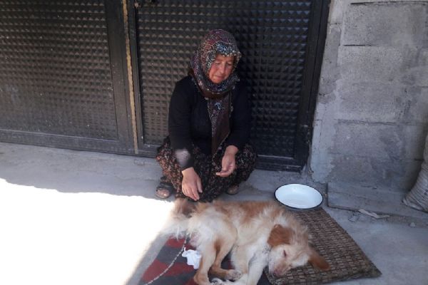 Felçli köpeğe anne şefkati