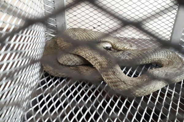 Otomobile giren yılan sürücünün ayağına dolandı