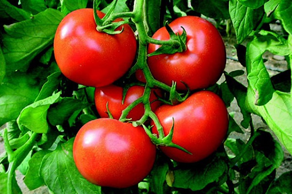 Rusya'dan kritik Türkiye açıklaması! Tarih verildi